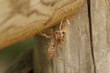 © Diego Cano Cabanes - Exoesqueleto de lo que parece ser una mosca asesina, asilidae, en barandilla de madera del preventorio de Alcoy, España