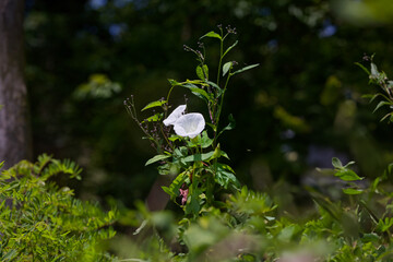 Sticker - Convolvulus. Species of flowering plants . Common names include bindweed and morning glory