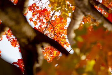 Maple leaves on a tree in September in Wisconsin.