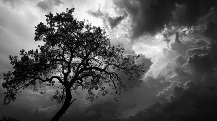 Experimental photograph tree silhouette against rainy clouds