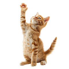 Playful ginger orange cat sits on  hind legs raised front paws and looks up isolated on white transparent background