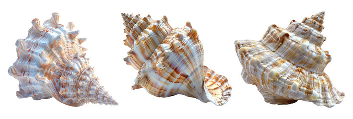 Beautiful Conch and Spiral Shells on White Background