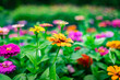 © Ivelin - Cosmos flowers with bright and saturated colors