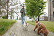 © pressmaster - Two purebred pets pulling leashes held by teenage dog sitter with mobile phone texting or looking through new online posts during stroll