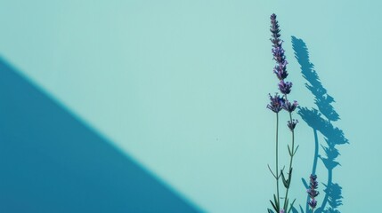 Poster - A single lavender sprig casts a shadow on a light blue wall.