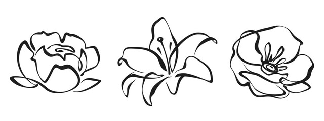 Wall Mural - Peony, lily, and poppy flower. Black line art drawing of flowers isolated on a white background. Vector line art illustrations