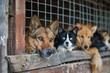 © Salander Studio - group of shelter animals waiting for food