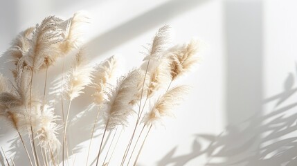 Aesthetic minimal floral arrangement of fluffy dried rabbit tail grass on white background with sunlight shadows