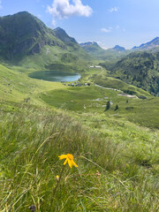 Wall Mural - alpine meadow in the mountains