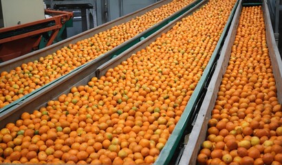 Wall Mural - food factory harvest production citrus fruit orange processing process conveyor. Generative AI.