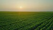 © liliyabatyrova - A field of green crops with a sun in the sky