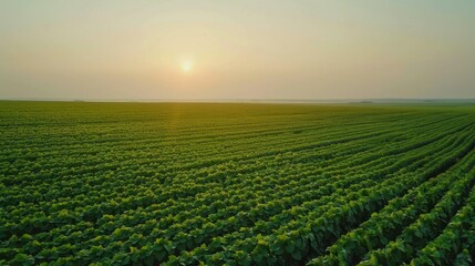 Wall Mural - A field of green crops with a sun in the sky