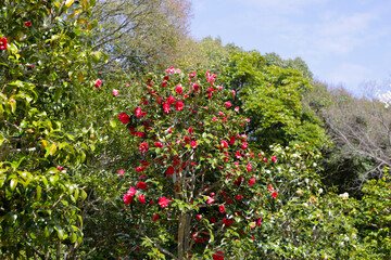 Canvas Print - Beautiful camellia flower on tree. The Expo 70 Commemorative Park, Osaka, Japan