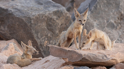 Wall Mural - A family of Kit Foxes spends some quiet time together in the soft light of evening in the desert of Southern Utah. One naps, one looks out into the distance and one sniffs the other's feet. 