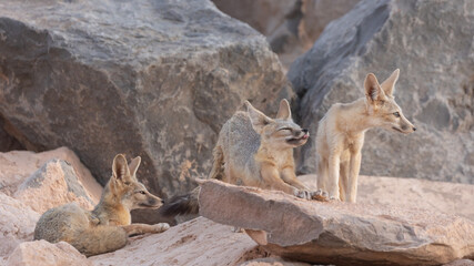 Wall Mural - A family of Kit Foxes rest near the den site. One adult is laying down, one stretches it's forelegs and a cub stands looking off to the right in soft evening light in the desert of Southern Utah, USA.