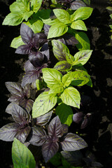 Wall Mural - row of two types of basil growing in a greenhouse. natural lighting is used.