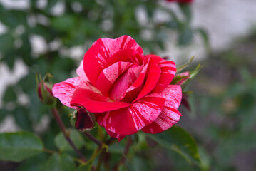 White and red roses on a green background. A large red flower.