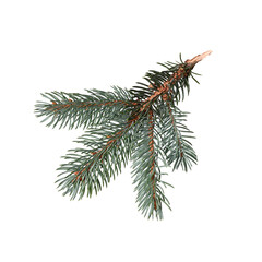 Wall Mural - a branch of blue spruce isolated on a white background. design element for creating collages, festiv