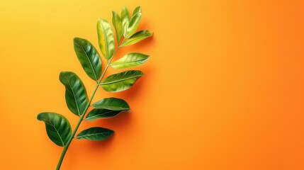 Zamioculcas zamiifolia plant stem on vibrant orange backdrop for card design