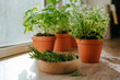 © lithiumphoto - Kitchen herbs and rosemary in a wooden plate used in culinary on a windowsill