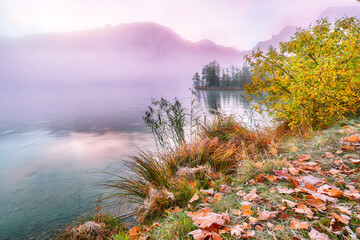Wall Mural - captivating autumn scene of foggy and sunny morning on almsee lake.