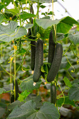 Wall Mural - Young fresh cucumbers hanging on bushes planted in commercial hothouse..