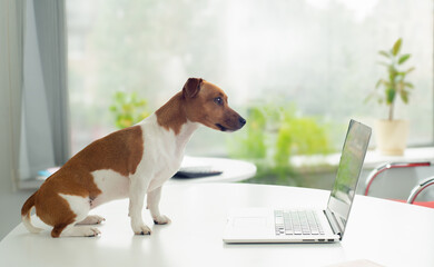 Wall Mural - smart dog with laptop on table in office