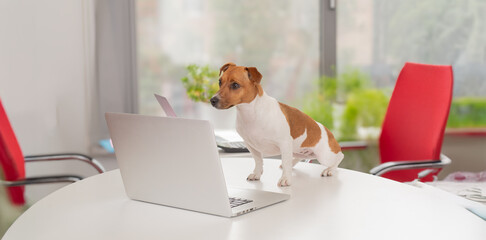 Wall Mural - smart dog with laptop on table in office