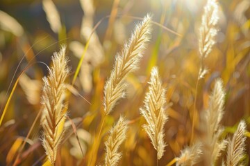 Wall Mural - a field of tall, dry grass with the sun shining on it. the grass is golden and dry, giving the image