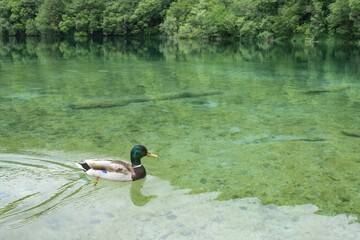 Wall Mural - A duck swimming in a clear, greenish lake surrounded by lush trees