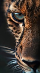 Wall Mural - a close up of a leopard's eye