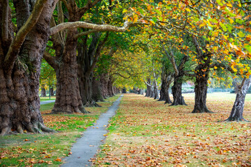 Sticker - Hagley Park North - Christchurch - New Zealand