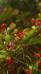 Wall Mural - Vibrant euphorbia milii, also known as crown of thorns, showcased with its striking red flowers and lush green leaves