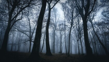 Wall Mural - spooky forest with silhouettes of trees