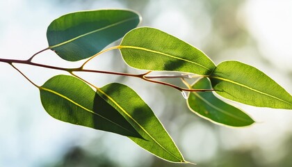 Wall Mural - fresh eucalyptus leaves on tree twig a green foliage commonly known as gums or eucalypts plant