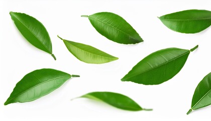 Poster - falling citrus leaves isolated on white background