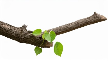 Poster - close up of a branch growing apart from a tree trunk isolated on a transparent background png file