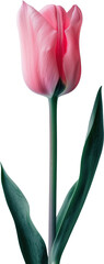 Poster - A single pink tulip with green leaves on transparent background. PNG 