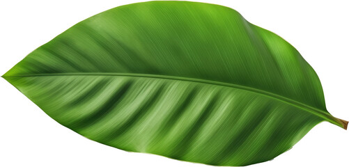 Poster - Green tropical leaf