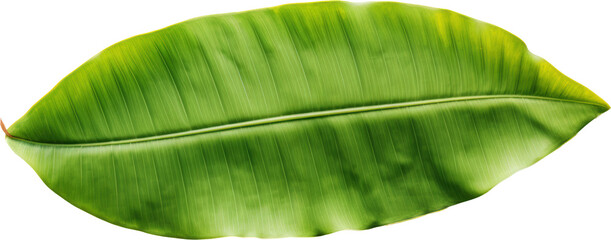 Wall Mural - Green Banana Leaf