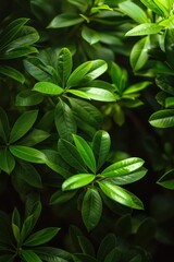 Canvas Print - Lush Green Leaves