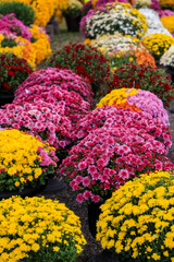 Wall Mural - Close up view of bright colorful flowers, fall time decoration.