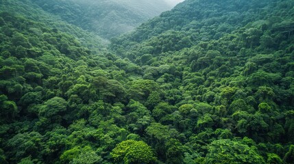 A lush green forest preserved by CSR efforts to protect natural habitats.