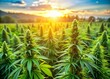 © Caitlin - Vibrant green cannabis plants with dense, flowering colas of mature buds stretch towards the sky, filling the sun-kissed farm landscape with lush, verdant foliage.