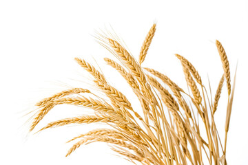 Golden Wheat Stalks Isolated on White Background