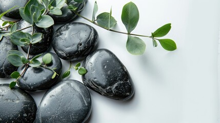 Wall Mural - Black stones and a green plant branch against a white backdrop