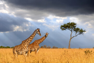 Wall Mural - Two giraffes standing in tall grass on alone acacia tree background and storm sky