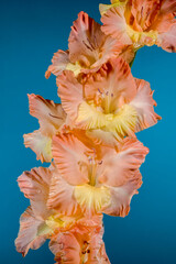 Wall Mural - Blooming gladiolus kissy ruffle on a blue background