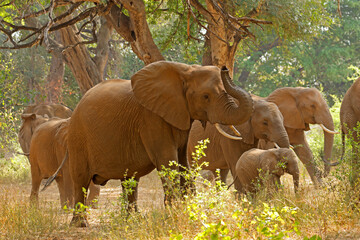 Sticker - Herd of African elephants (Loxodonta africana) in a forest, Kruger National Park, South Africa.