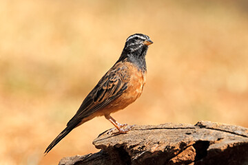 Canvas Print - A male crimson-breasted bunting (Emberiza tahapisi) perched on a branch, South Africa.